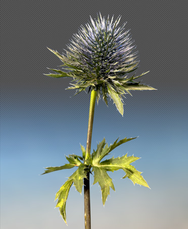 Close-up photo of thistle flower